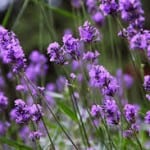 7 Plants That Repel Insects