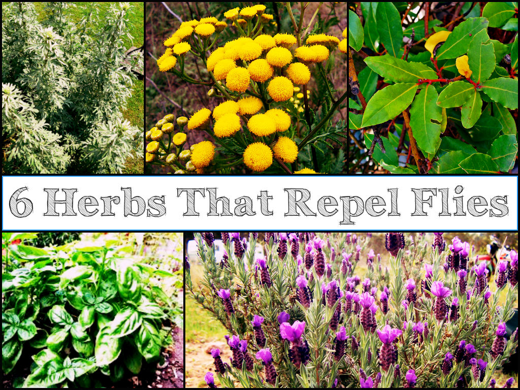 6 Fragrant Herbs & Plants That Repel Flies