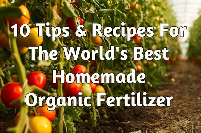 10 Tips &amp; Recipes For The World’s Best Homemade Organic Fertilizer