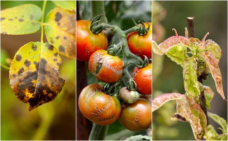 7 Common Plant Diseases To Watch Out For How To Fix Them