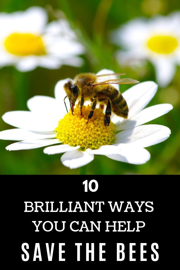 Brilliant Ways You Can Help Save The Bees