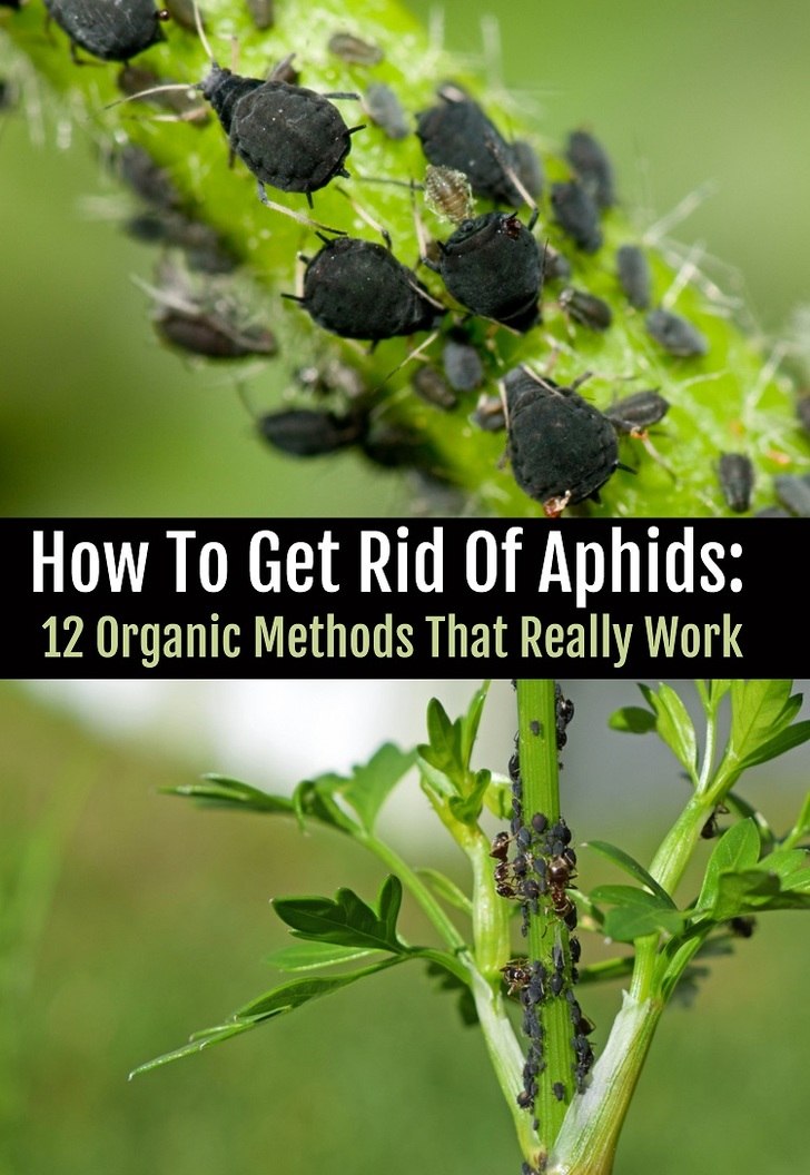 How To Get Rid Of Aphids 12 Organic Methods That Work 4311