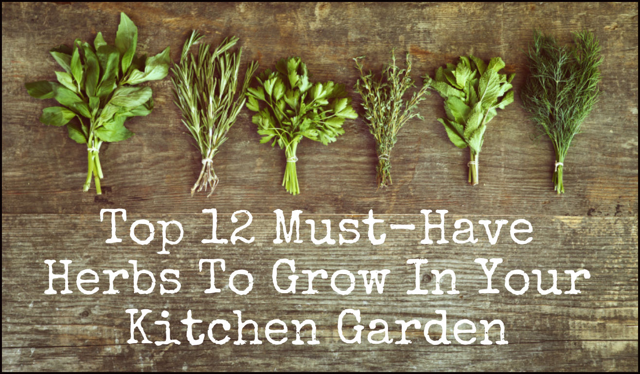 Top 12 Must-Have Herbs To Grow In Your Kitchen Garden
