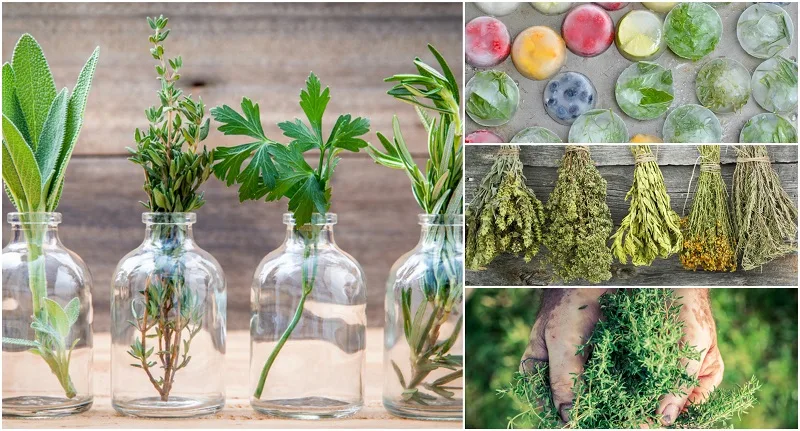 11 Secrets For Harvesting & Preserving Your Herbs To Use All Year