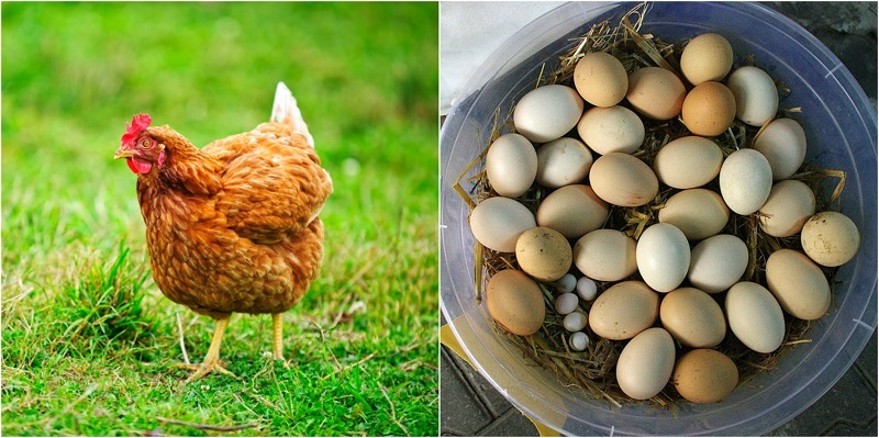 20 Convincing Reasons To Keep Backyard Chickens