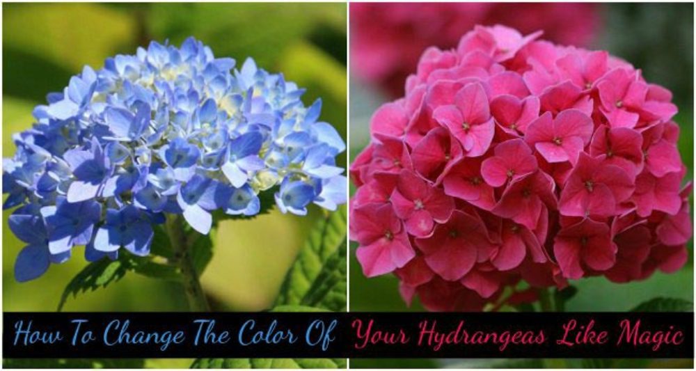 How To Change The Color Of Your Hydrangeas Like Magic   Change Hydrangea Color Text 1000x533 