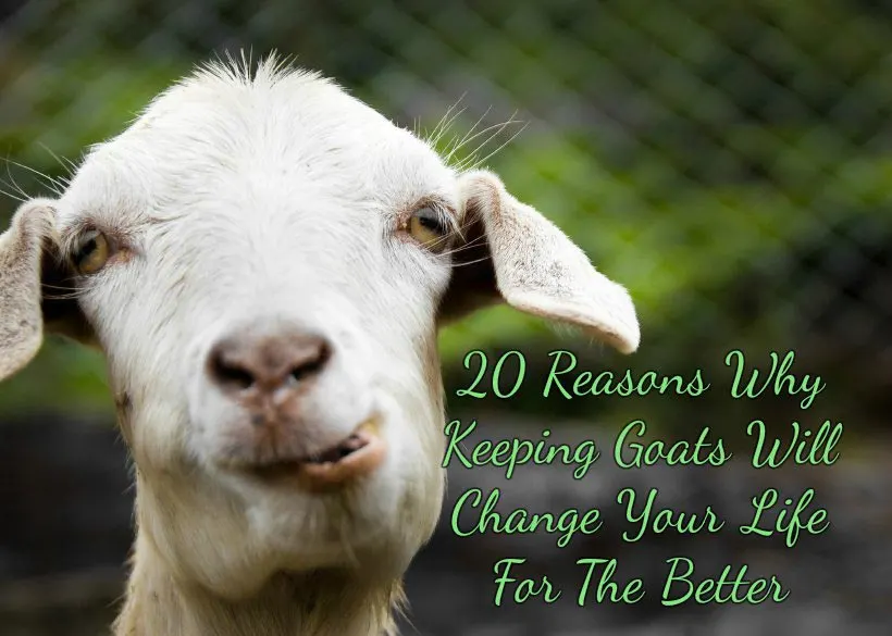 10 Different Types of Journals To Channel Your Thoughts — The Gone Goat