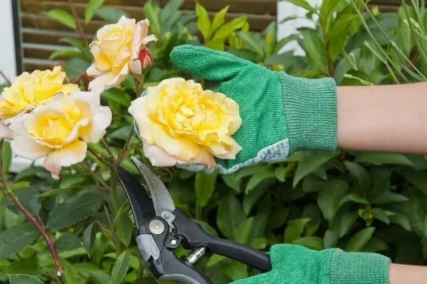 TOP 5 ROSE GARDENING SECRET TIPS - Plants and gardening