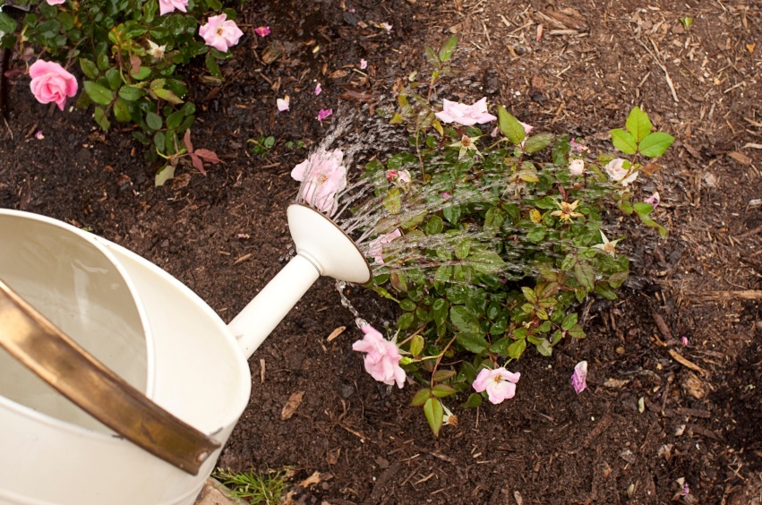 11 Secrets To Grow The Biggest Most Beautiful Roses