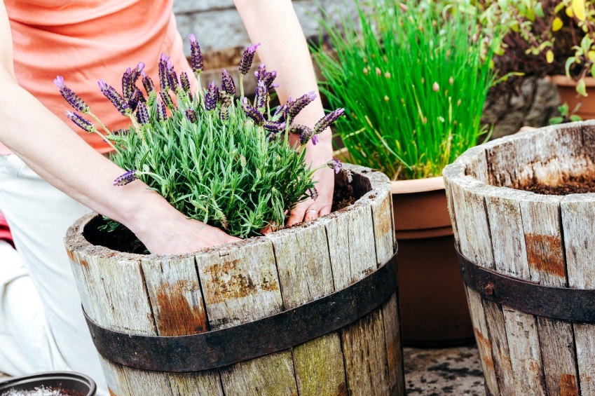 How to Plant a Container Garden