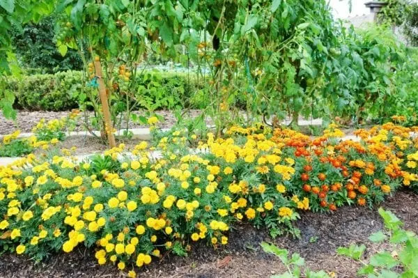 28 Companion Planting Combinations To Grow The Tastiest, Most Bountiful  Food & Beautiful Flowers