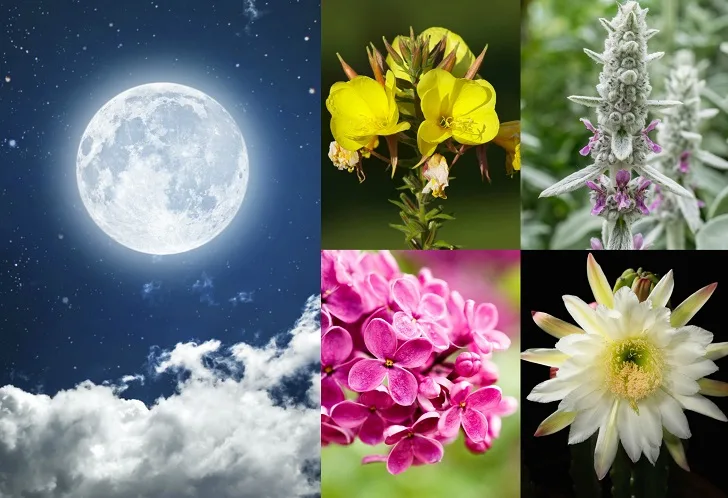 18 Best Flowers That Bloom at Night - Moon Garden Plants