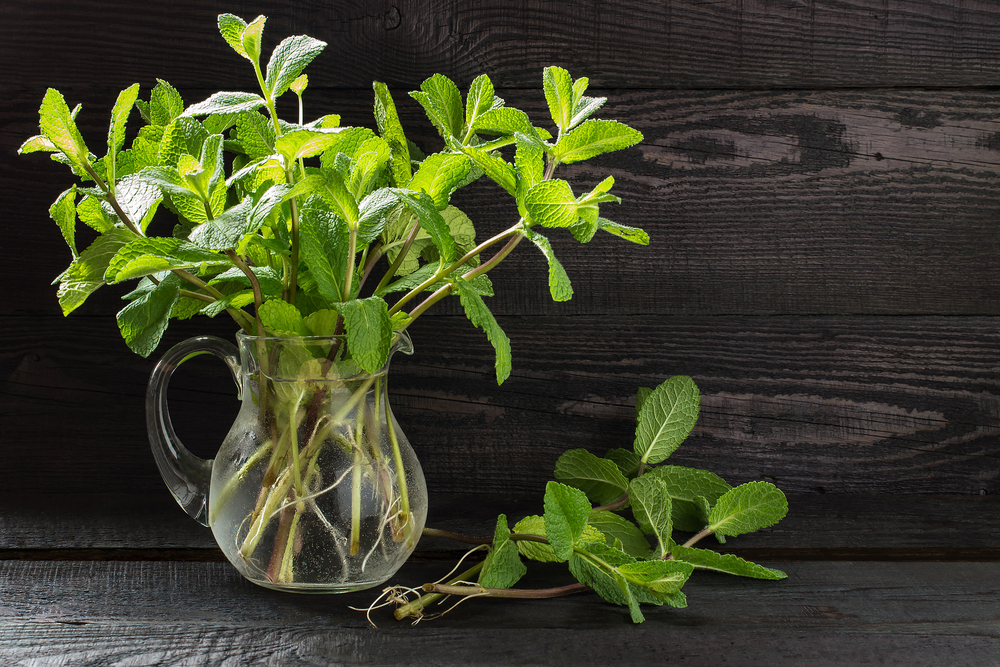 25 Herbs Vegetables Plants You Can Grow In Water