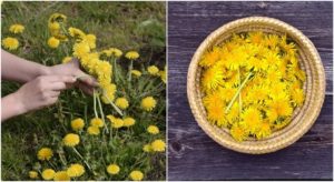 25 Reasons To Go & Pick Dandelions Right Now