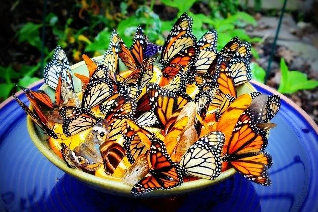 Flock of Butterflies Kitchen Set