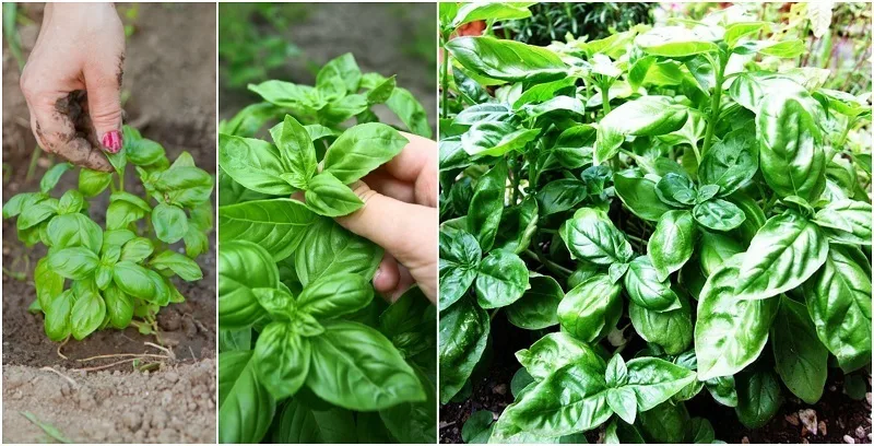 How To Grow A Giant Basil Bush A Pro Gardener Reveals Their Secret