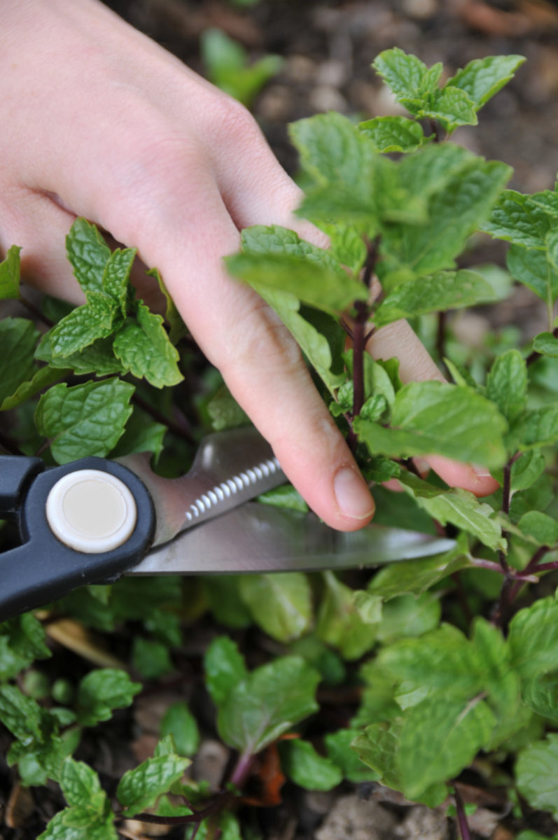 11 Insider Secrets For Growing The Most Flavorful And Abundant Herbs