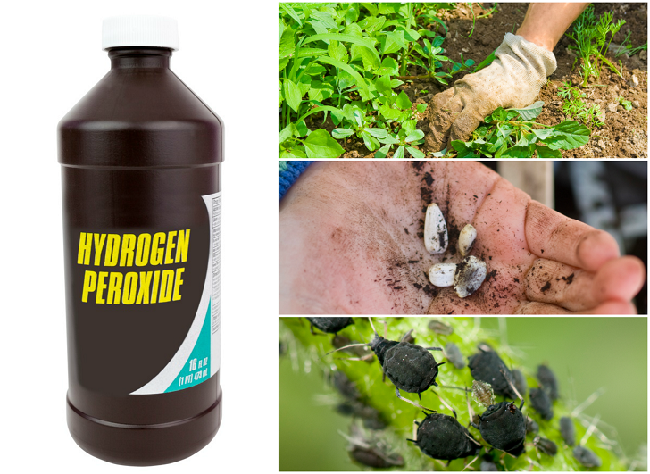 10 Surprising Ways To Use Hydrogen Peroxide In The Garden