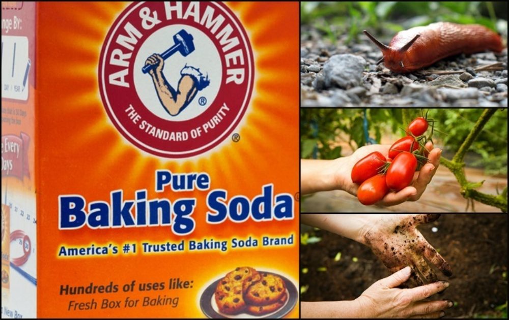 13 Brilliant Uses For Baking Soda In The Garden 3944