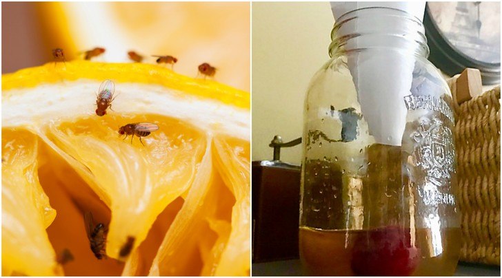 31 Homemade Gnat Traps and Ways to Kill Fruit Flies