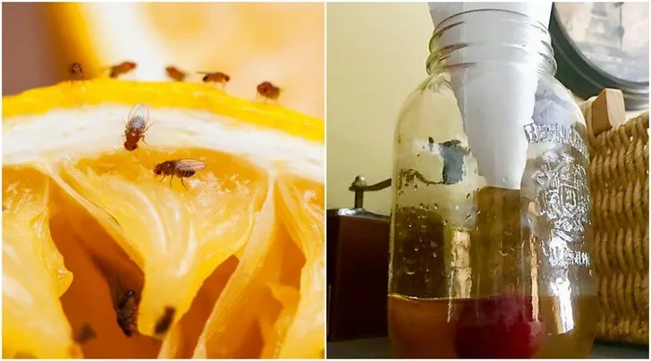 How to Get Rid of Fruit Flies in the House - My Heavenly Recipes