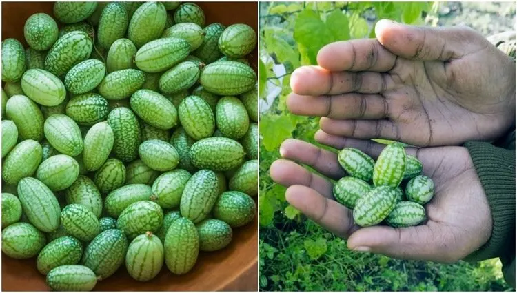 Cucamelons Form Tubers! - Susan's in the Garden
