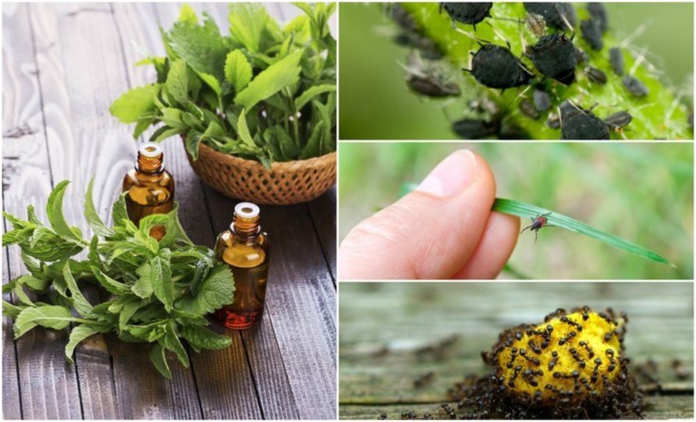 5 Best Essential Oils To Repel Common Bugs Insects And Pests