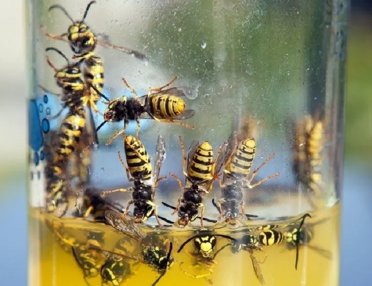 What's Attracting Yellow Jackets To Your Yard?