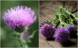 How To Grow & Harvest Milk Thistle