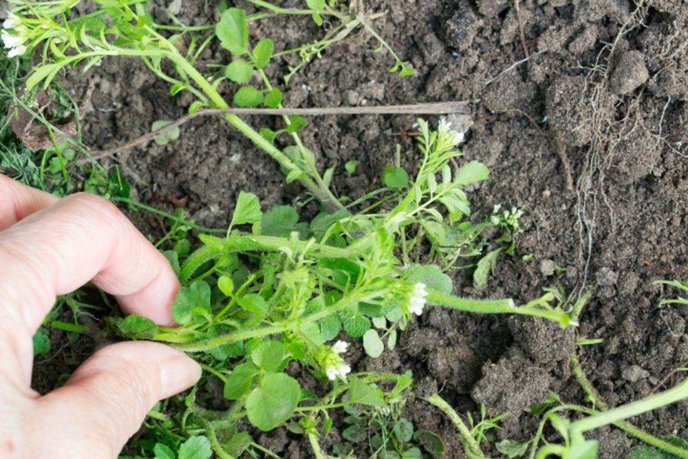 11 Best Ways To Get Rid Of Garden Weeds Organically 