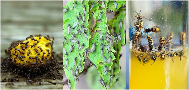 31 Natural Tricks To Repel Pesky Bugs & Insects