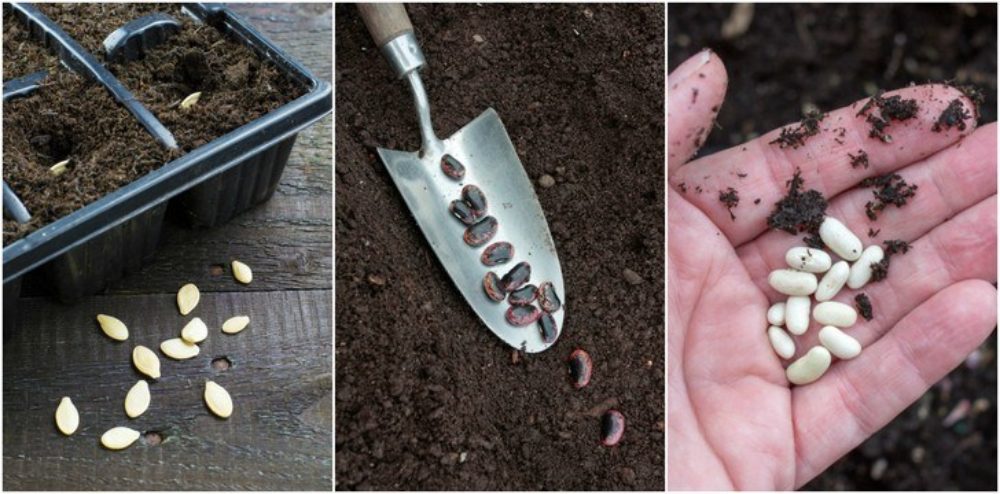 Woman collecting and saving seeds from garden plants