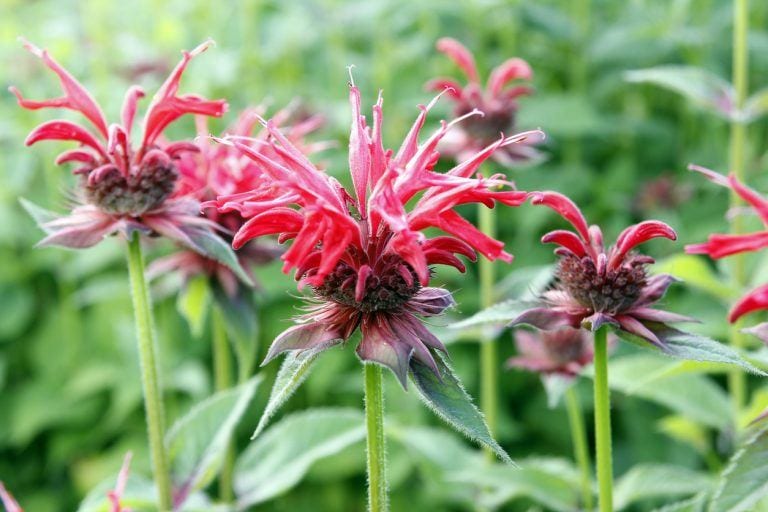 9 Perennials You Should Plant This Fall