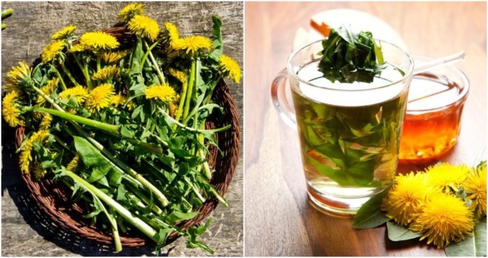 13-reasons-you-should-brew-a-cup-of-dandelion-tea