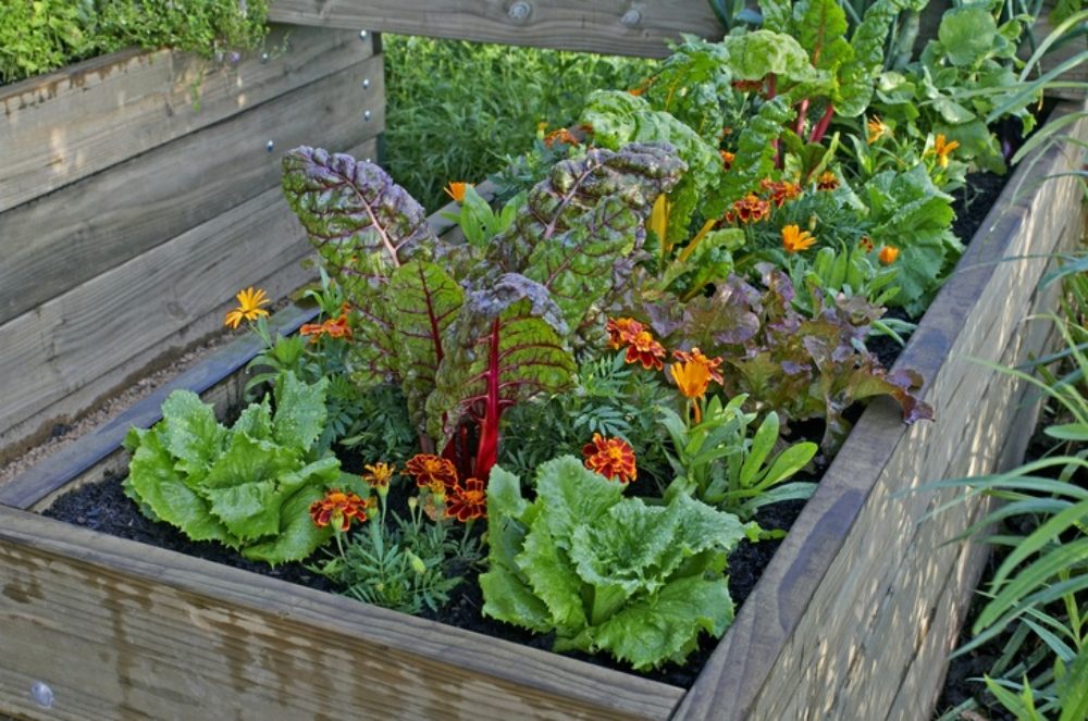 6 Best Veggies To Grow In Raised Beds