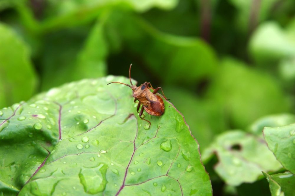 8 Ways To Get Rid Of Squash Bugs & How To Prevent Them