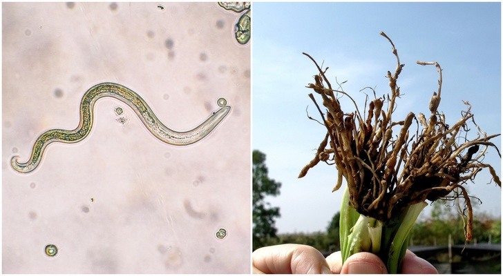 Nematodes: How These Tiny Worms Can Make (Or Break) Your Garden