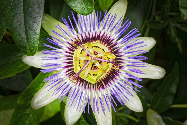 8 Health Benefits Of Passion Flower & How To Use It