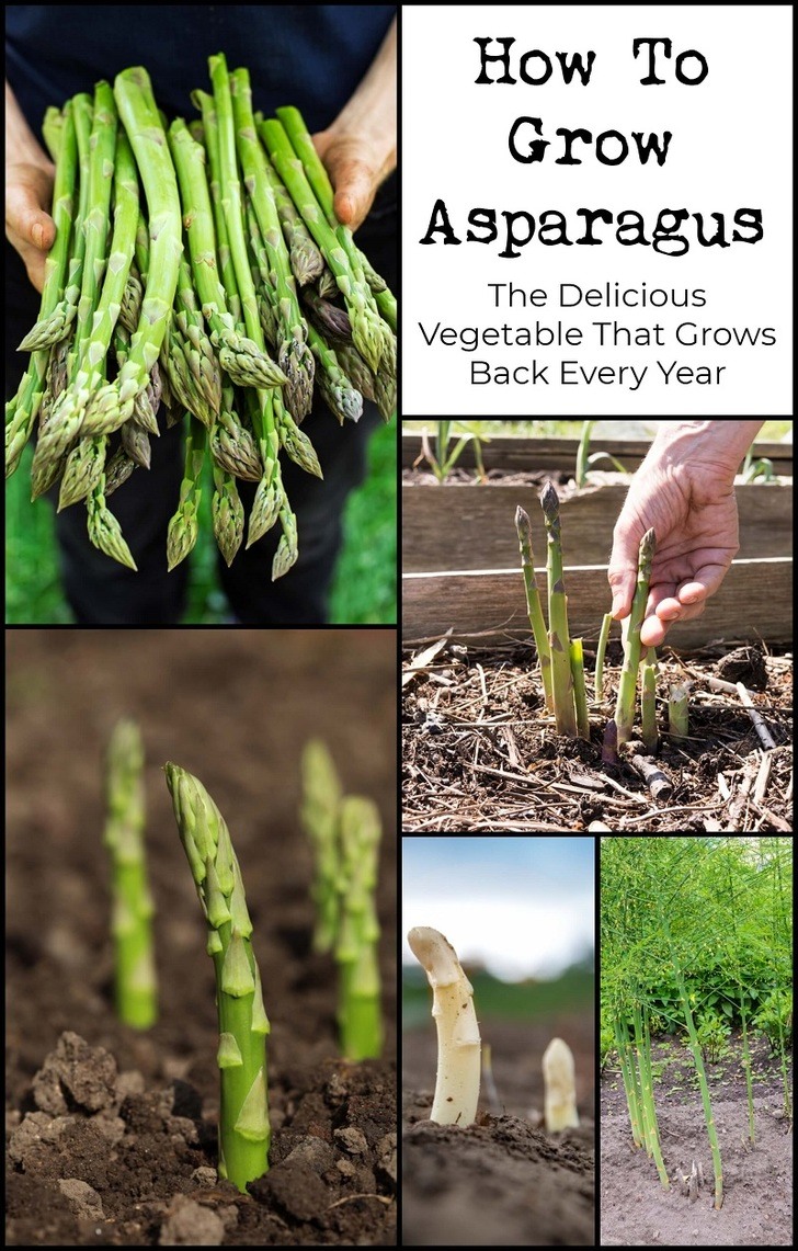 How To Grow Asparagus Plant It Once Harvest For Decades   Growing Asparagus Pin 1 