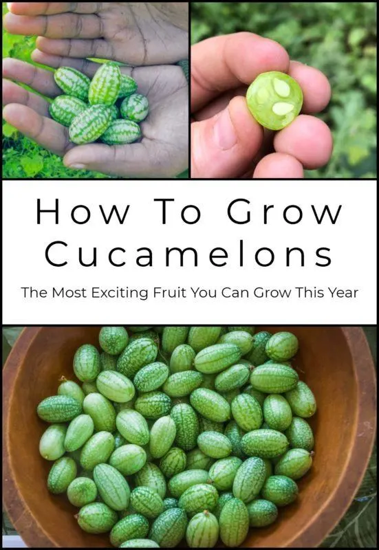 What is a Cucamelon? Can I Grow Them? - Noshing With the Nolands