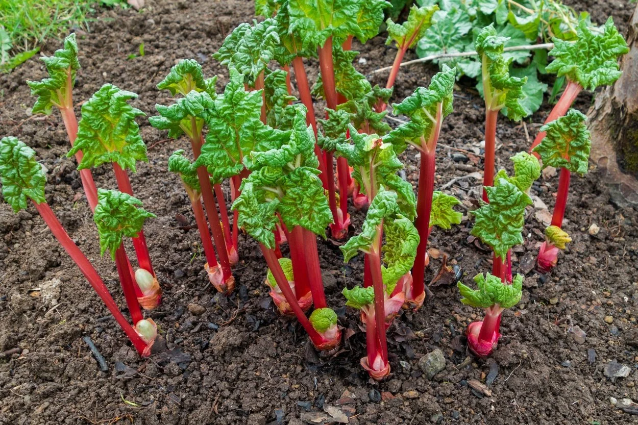 Red Rhubarb Roots
