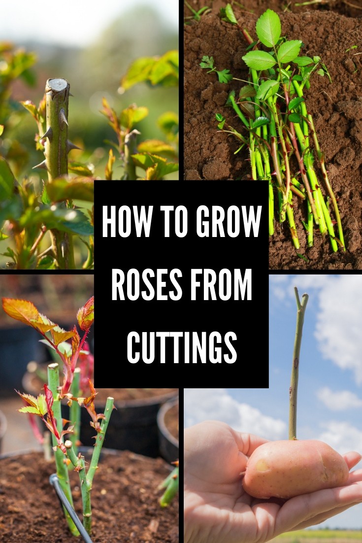 How To Grow Roses From Cuttings