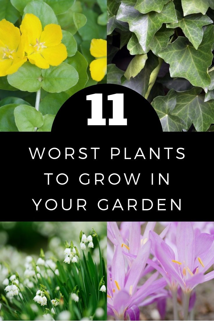 11 Of The Worst Plants To Grow In Your Garden 0488