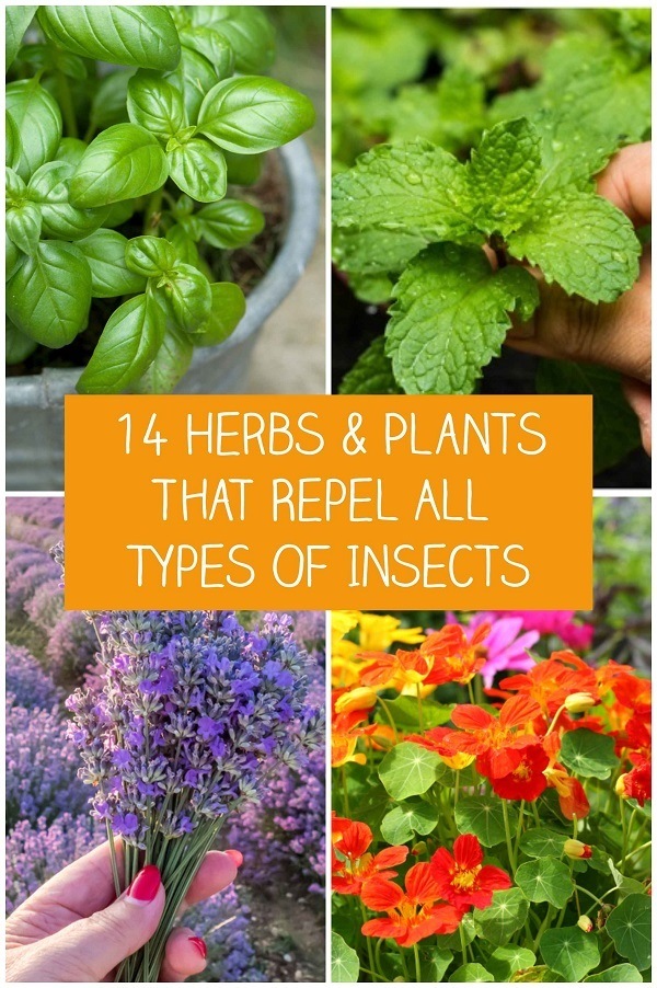 14 Herbs & Plants That Repel All Types Of Insects