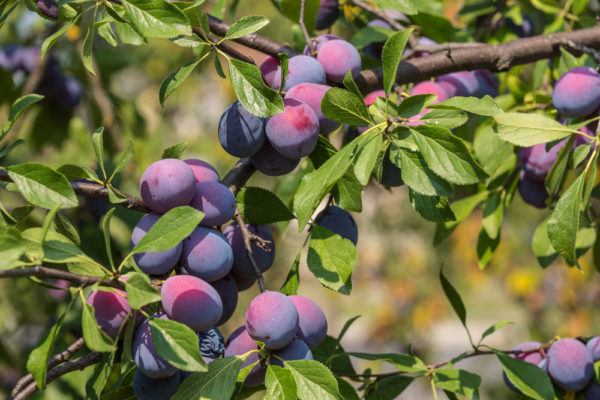 20 Dwarf Fruit Trees To Grow When Space Is Limited