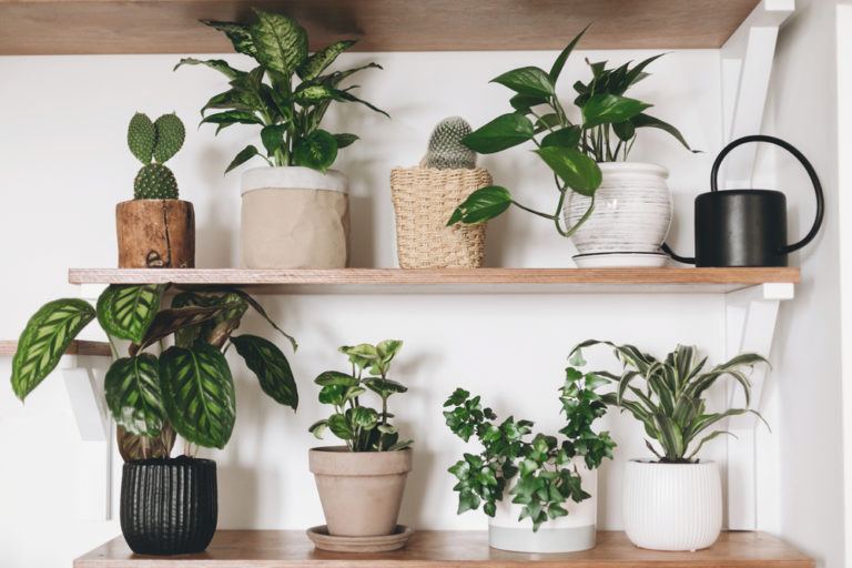 27 Tropical & Exotic House Plants You Should Grow In Your Home