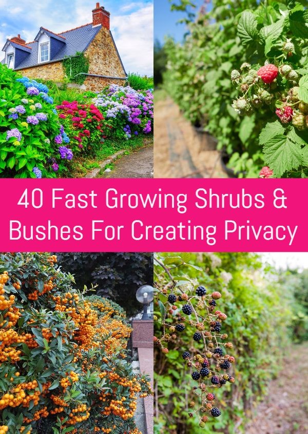 fast growing privacy plants