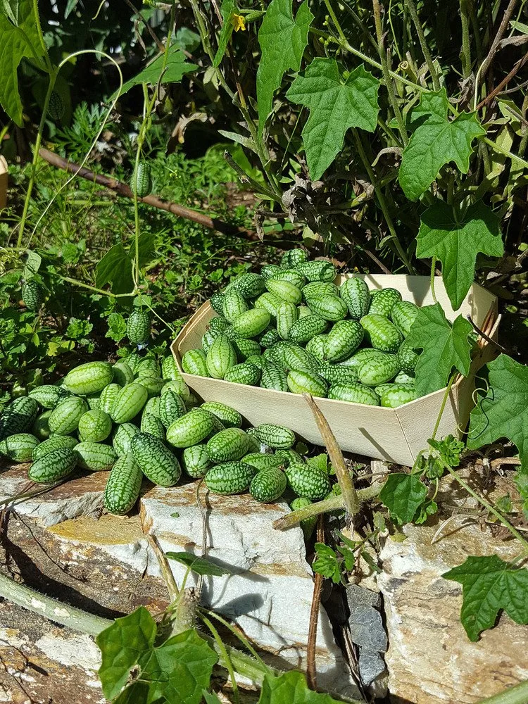 How to grow Cucamelon in a small space, in shade - Harvest and taste test!!  Mini Mexican cucumbers 