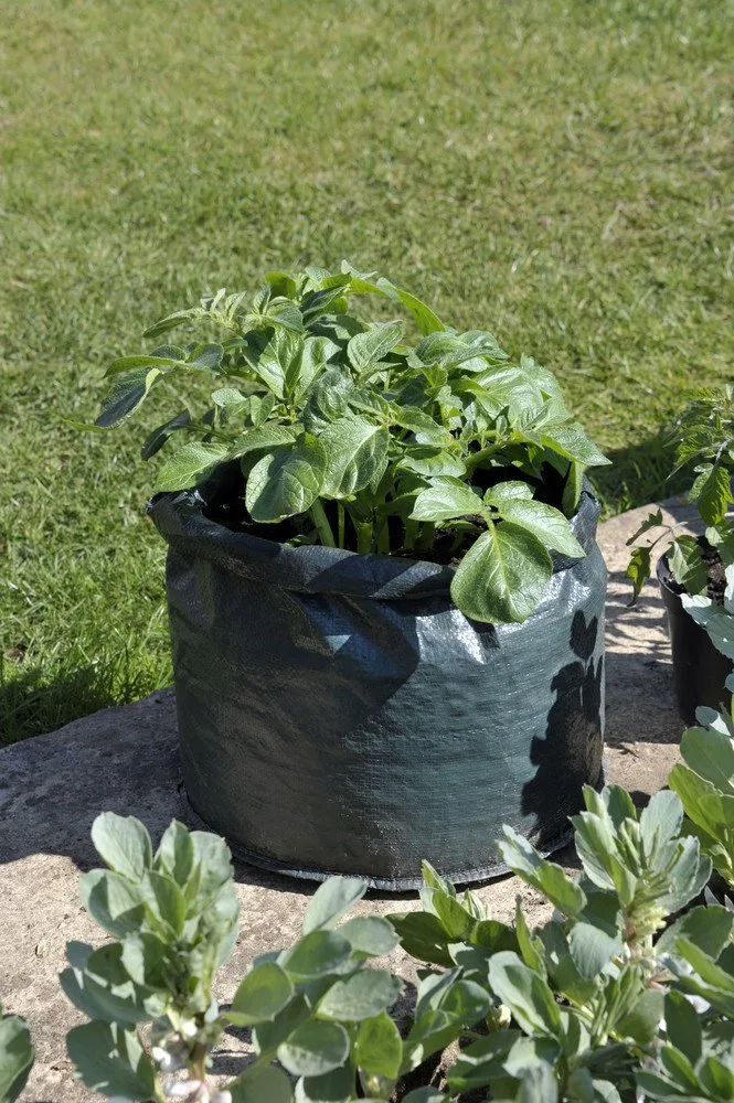 Growing Potatoes in a Trash Bag