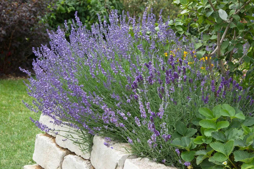 Lavender